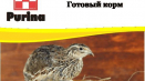 Složení purinu pro křepelky a klady a zápory krmných směsí, jak podávat