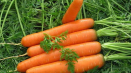 Pěstování mrkve – ohromující výsledky