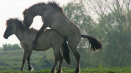 Jak jsou koně inseminováni a jejich výhody, březost a porod