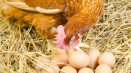 Načasování inkubace vajec u kuřete