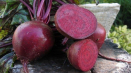 Pablo červená řepa je oblíbený hybrid s vynikající chutí