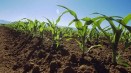 Technologie a rychlost setí kukuřice v otevřeném terénu: jak a kdy zasadit