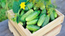 Top 3 recepty na nakládané okurky s koriandrem na zimu
