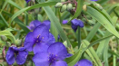 Tradescantia anderson - rysy pěstování