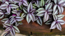 Tradescantia zebrina - pravidla pěstování