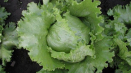Vše o pěstování ledového salátu: od sázení semen až po sklizeň