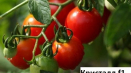 Pěstování, charakteristika a popis krystalu odrůdy rajčat f1
