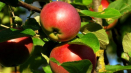 Pěstování jabloní je oblíbené