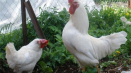 Chov ruského bílého plemene kuřat na soukromém dvoře