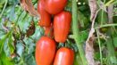 Pěstování rajčat chukhloma