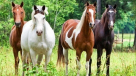 Jaké jsou barvy koní?