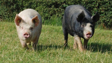 Jaká jsou plemena prasat: popis, vlastnosti, produktivita