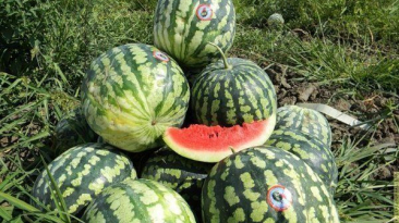 Přehled nejchutnějších a neobvyklých odrůd vodních melounů