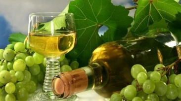 Popis odrůd révy vinné, která je nejlepší pro domácí použití