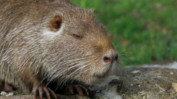 Základy chovu nutrie: od nákupu zvířete až po jeho prodej