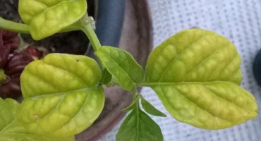 10 Příčin žloutnutí lilku. Jak zabránit zabarvení listů, vaječníků, plodů?