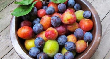 11 Jednoduchých receptů na výrobu švestkových kompotů na 1-3 litrovou sklenici