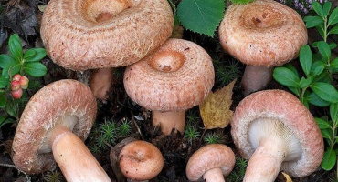 12 Jednoduchých receptů na výrobu nakládané rusuly na zimu doma