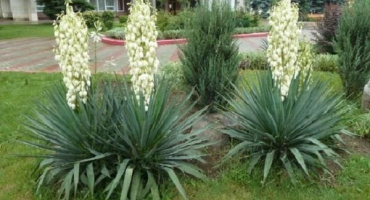 14 Populární odrůdy juky s popisy a charakteristikami