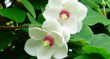 15 Nejlepších odrůd a typů magnólií s popisy a charakteristikami