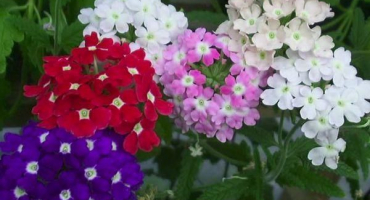 15 Nejlepších odrůd zahradní verbeny s charakteristikami a popisy