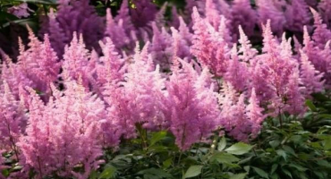 15 Nejlepších rostlin milujících stín pro zahradu kvetoucí celé léto