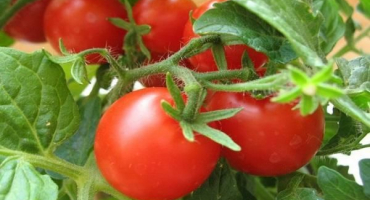 15 Instantních receptů na nakládaná rajčata za 30 minut