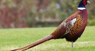 17 Plemena bažantů, jejich chov a chov v domácnosti