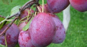 19 Nejlepších samosprašných odrůd švestek