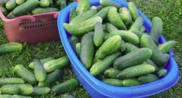 2 Krok za krokem recepty na okurky s černou a červenou mletou paprikou na zimu