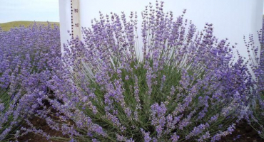 20 Nejlepších odrůd a druhů levandule s popisy a charakteristikami