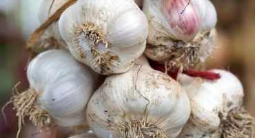 20 Nejlepších odrůd jarního česneku