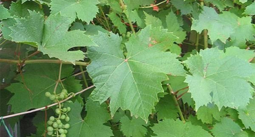 3 Jednoduché recepty na výrobu vína z hroznových listů doma