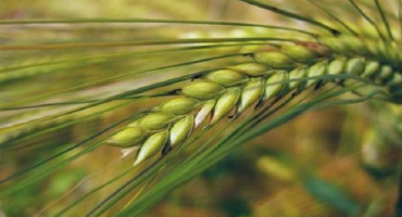 36 Odrůdy a druhy ječmene a jejich vlastnosti, výnos a doba zrání