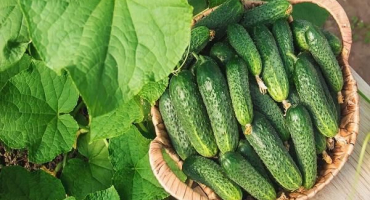 4 Nejlepší recepty na nakládání okurek slunečnicovým olejem