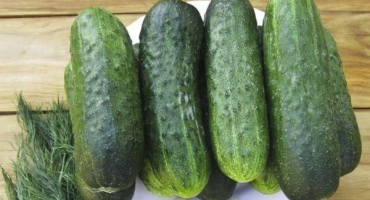 4 Recepty krok za krokem na křupavé kyselé okurky jako od babičky na zimu