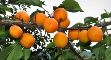 40 Nejlepších odrůd meruněk