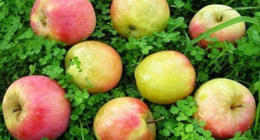 5 Nejlepších receptů na jablečný džem s citronem na zimu