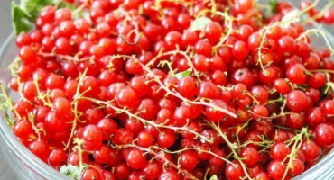 5 Receptů na zimu z červeného rybízu, strouhaného s cukrem