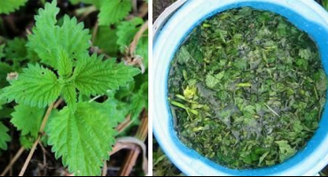 5 Způsobů výroby hnojiva z kopřivy a návod k použití