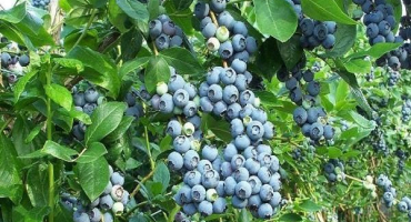 50 Nejlepších odrůd zahradních borůvek s popisy a charakteristikami