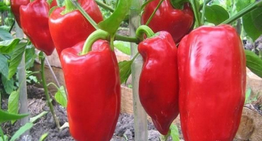 7 Nejlepších receptů krok za krokem na pravé bulharské lečo na zimu