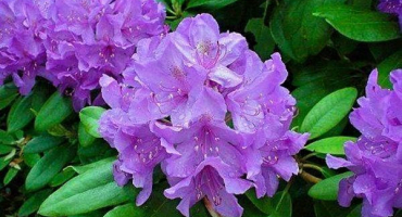 70 Druhy a odrůdy rododendronů s popisem a charakteristikou