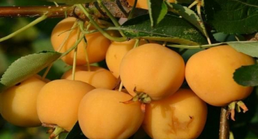 8 Jednoduchých receptů na výrobu průhledného rajského jablečného džemu s ocásky na zimu