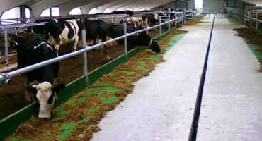 Acidóza bachoru u krav