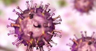 Africký mor: jak je nebezpečný pro prasata a lidi?