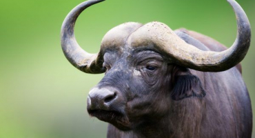 Africký černý buvol