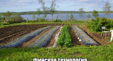 Zemědělská technologie pro výsadbu jahod na vysoké záhony podle finské technologie pěstování