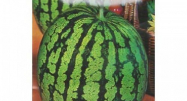 Zemědělská technika pro pěstování vodních melounů na otevřeném poli a ve skleníku na sibiři, výsadba a péče