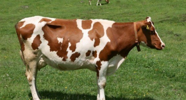 Ayrshire kráva: charakteristika plemene a pravidla chovu